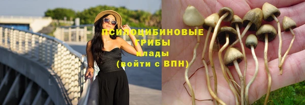 PSILOCYBIN Армянск